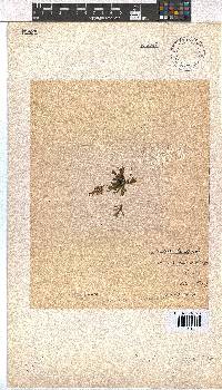 Dictyota liturata image
