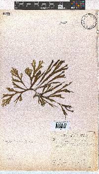 Dictyota liturata image