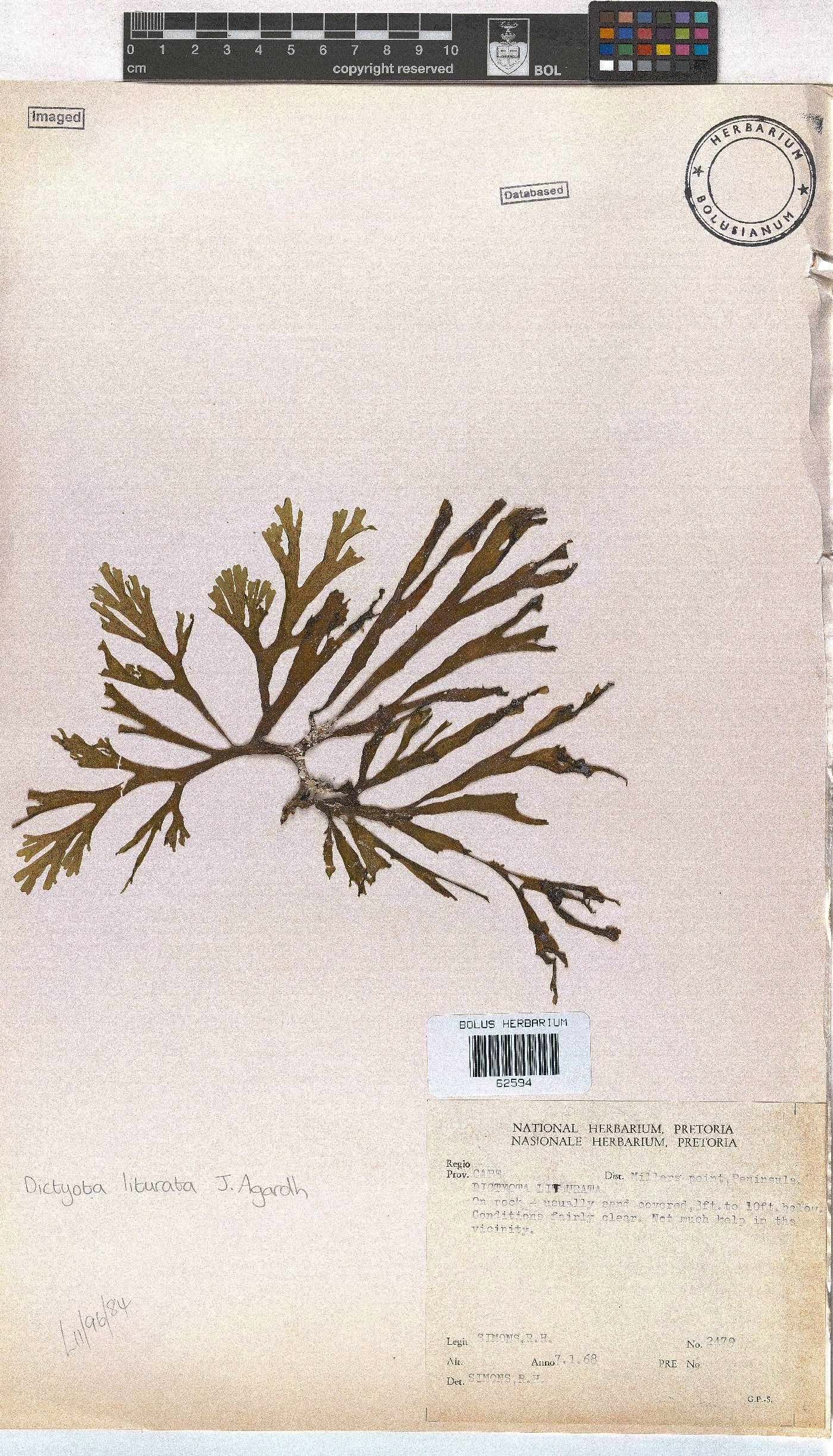 Dictyota liturata image