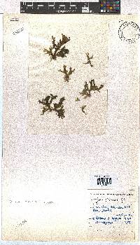 Dictyota liturata image