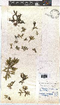 Dictyota liturata image