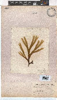 Dictyota naevosa image