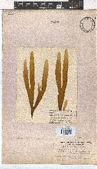 Dictyota naevosa image