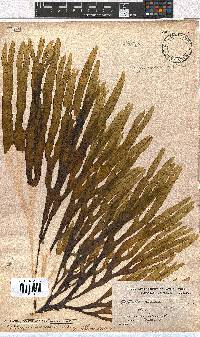 Dictyota naevosa image