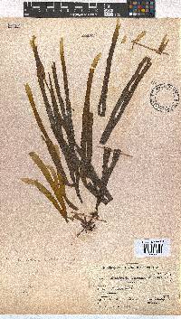 Dictyota naevosa image