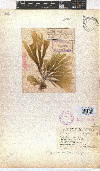 Dictyota naevosa image