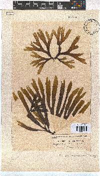 Dictyota naevosa image