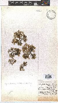 Dictyota dichotoma image