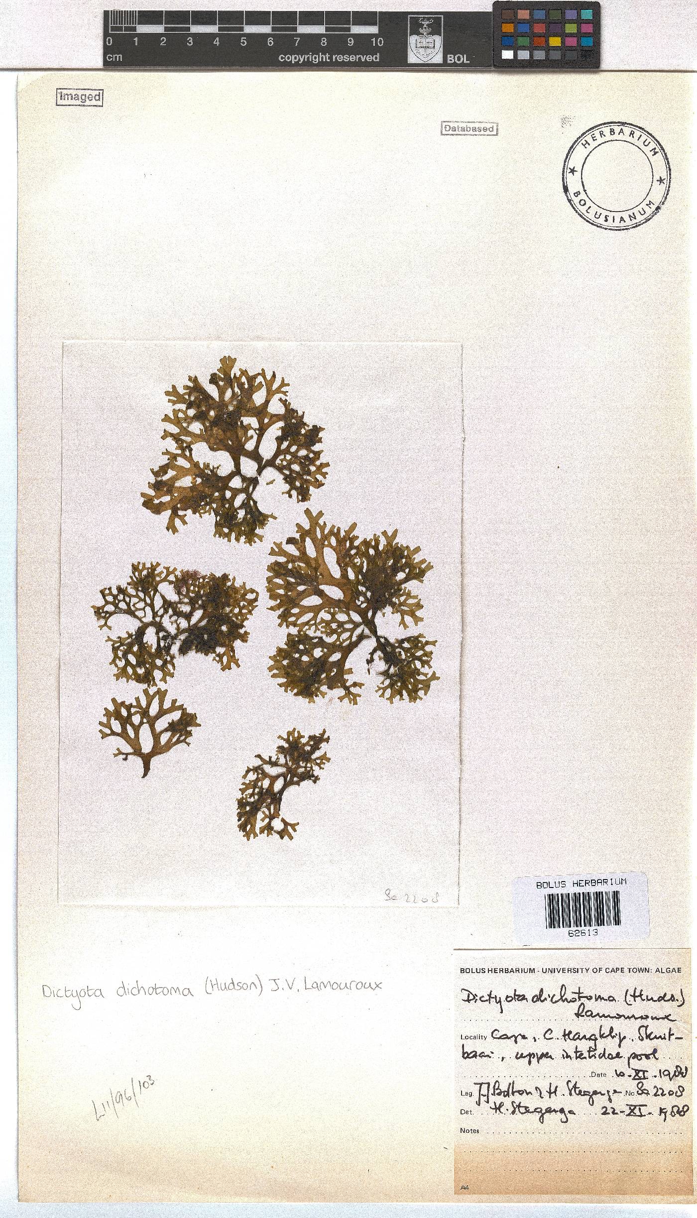 Dictyota dichotoma image