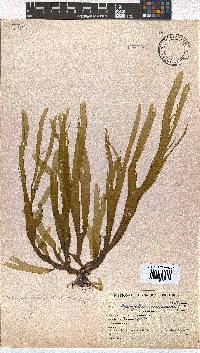 Dictyota naevosa image