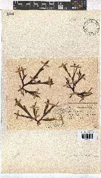 Dictyota naevosa image