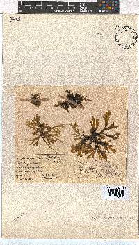 Dictyota naevosa image