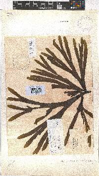 Dictyota naevosa image