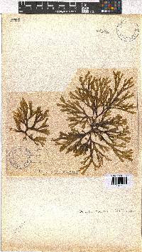 Dictyota naevosa image
