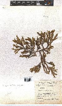 Image of Dictyota ocellata
