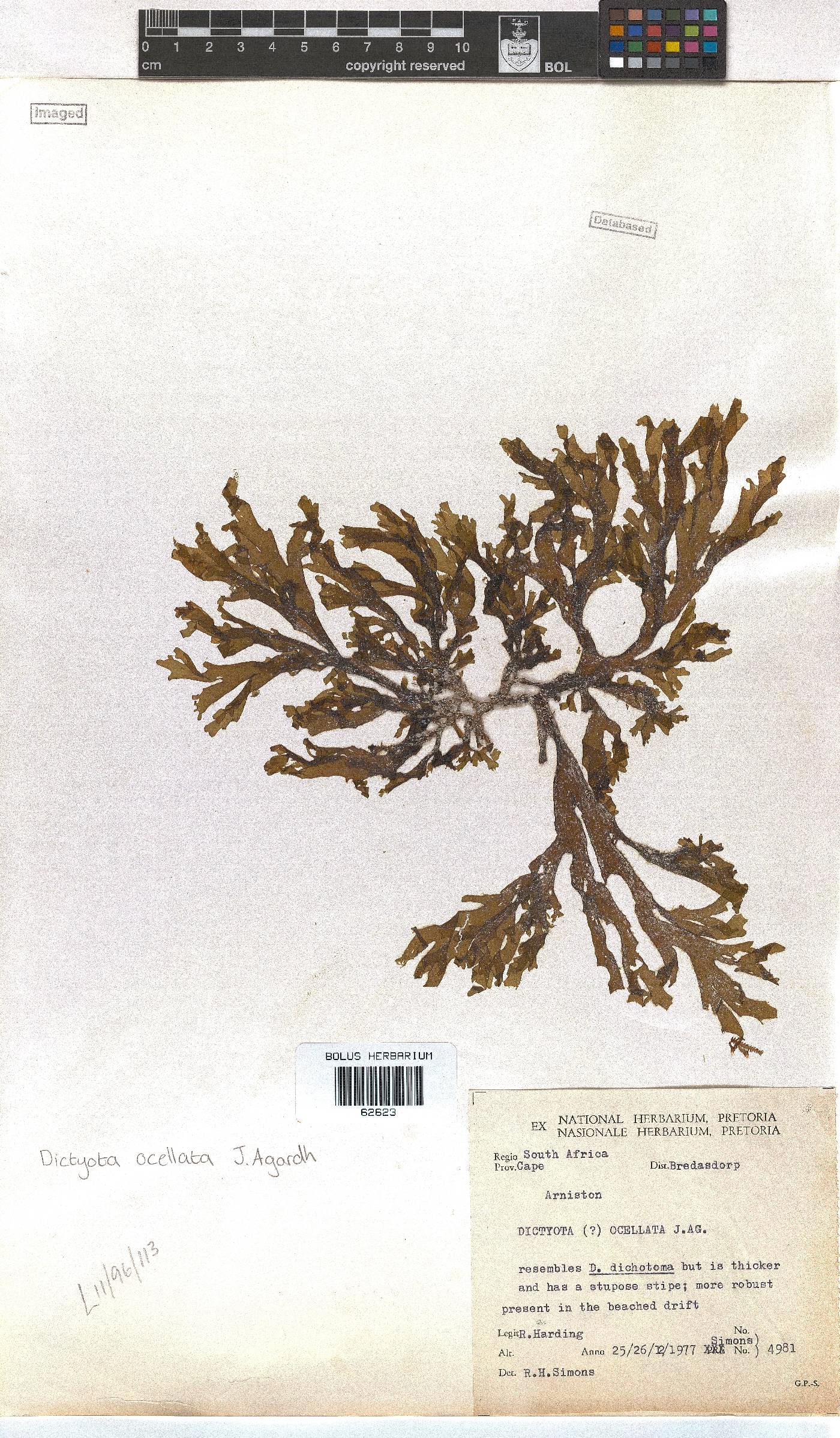 Dictyota ocellata image