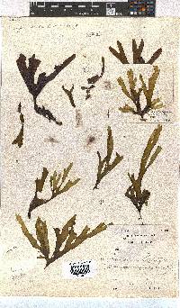 Dictyota naevosa image