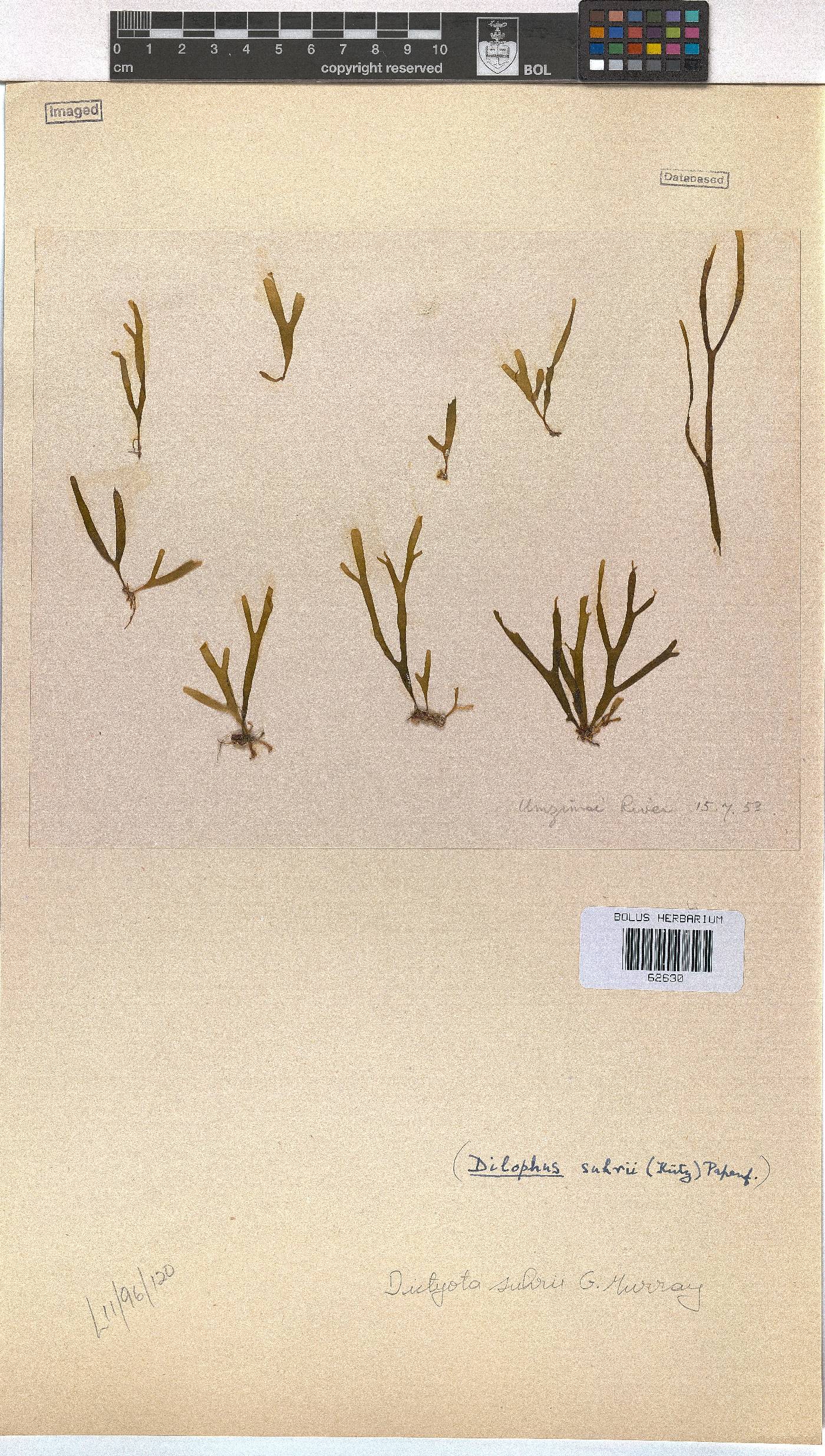 Rugulopteryx suhrii image