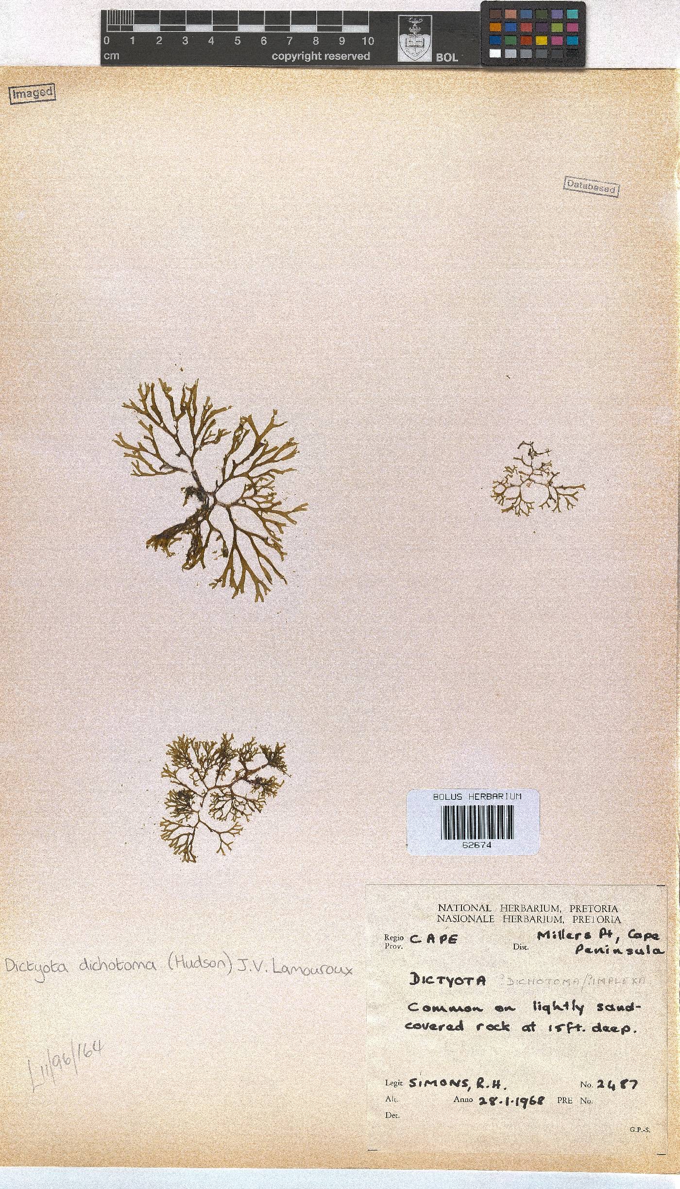 Dictyota dichotoma image