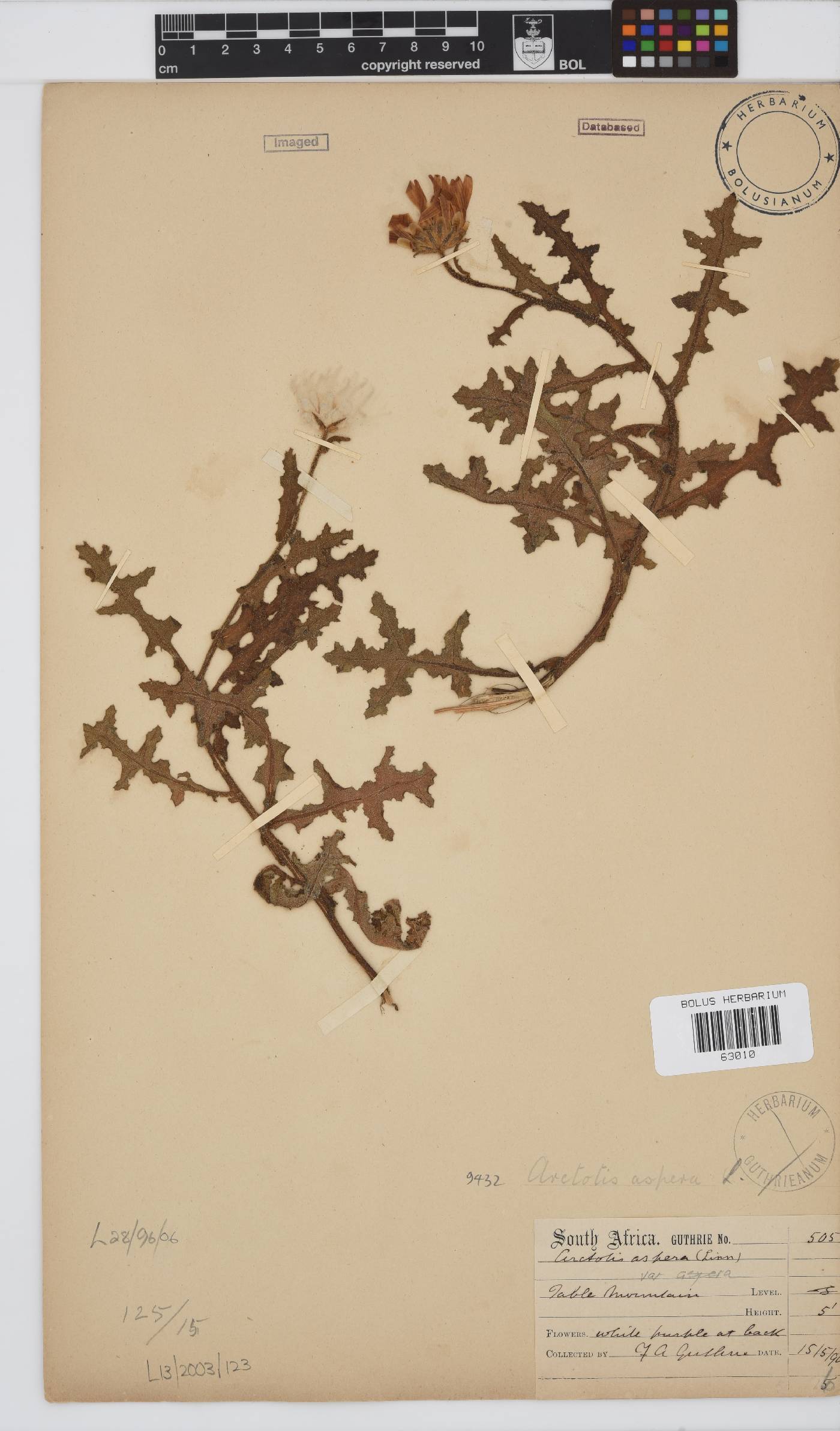 Arctotis aspera image