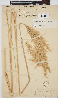 Capeochloa cincta subsp. cincta image