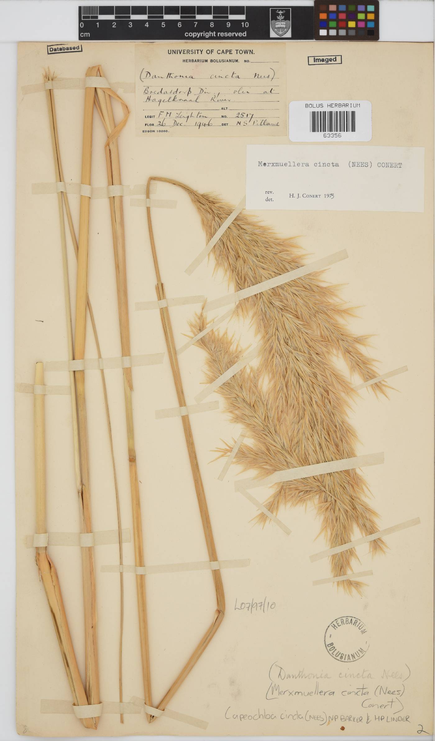 Capeochloa cincta image