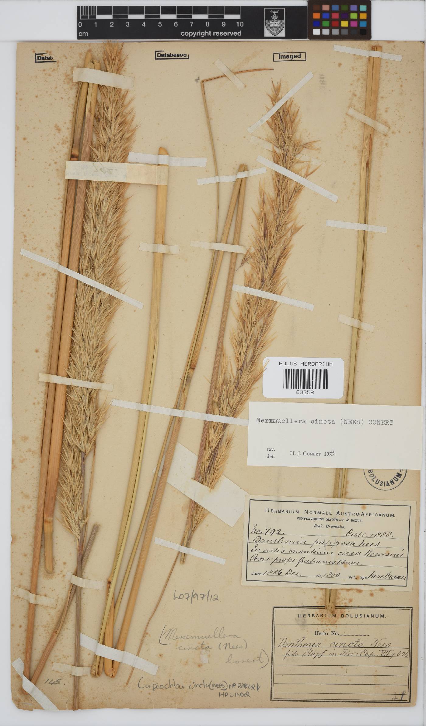 Capeochloa cincta subsp. cincta image