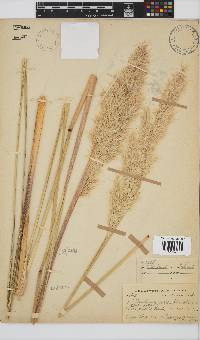 Capeochloa cincta image