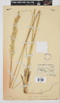 Capeochloa cincta image