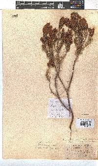 Erica abietina subsp. constantiana image