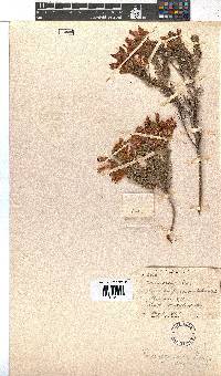 Erica abietina subsp. abietina image