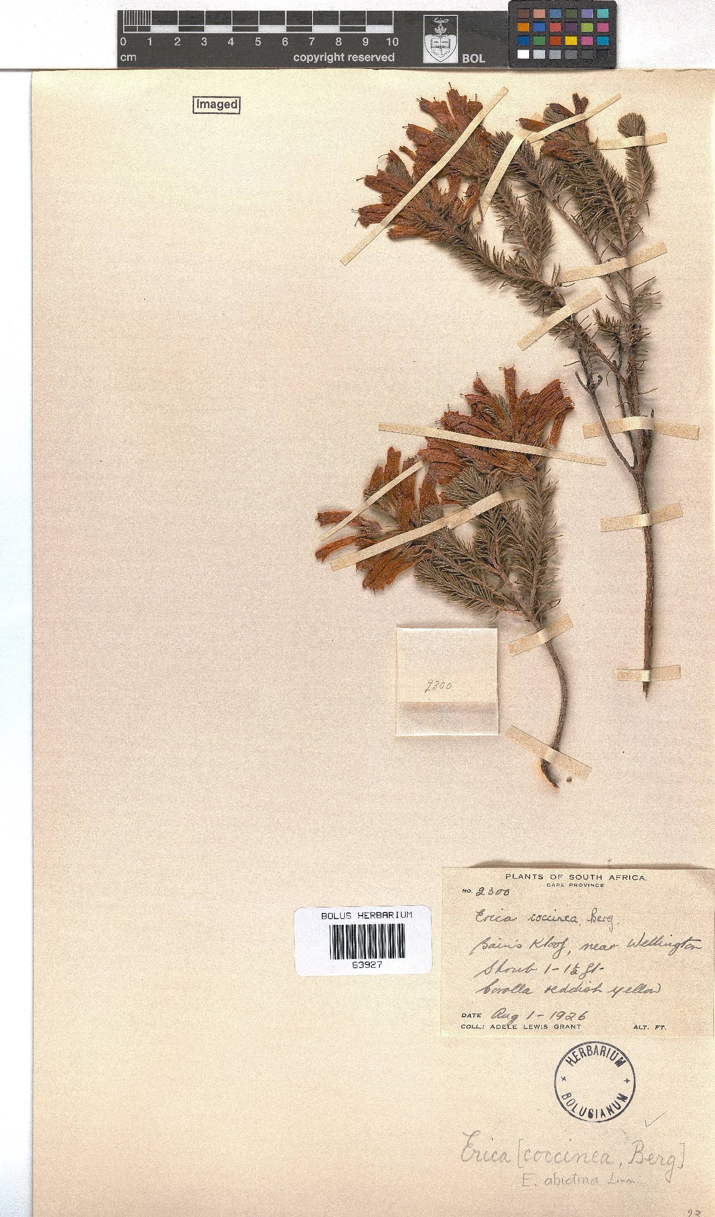Erica abietina subsp. abietina image