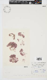 Jania verrucosa image