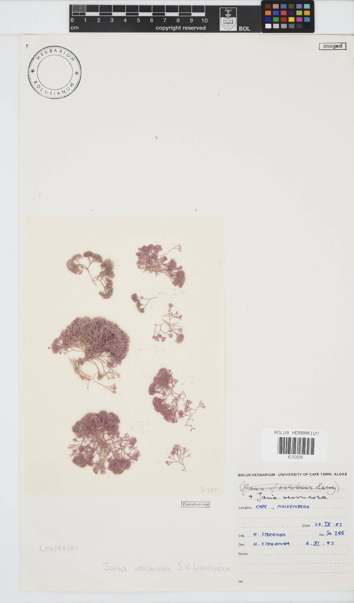 Jania verrucosa image