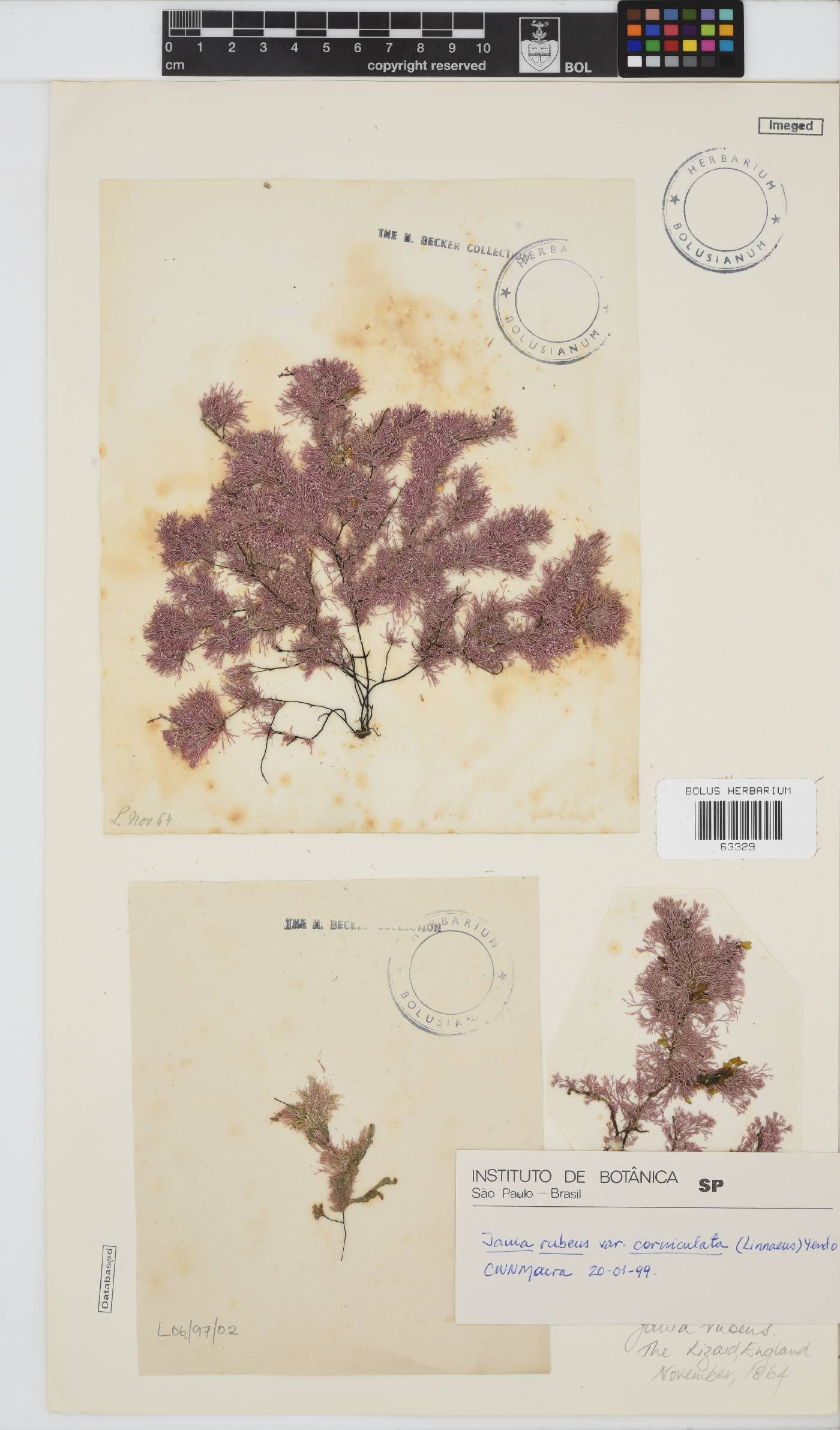 Jania rubens var. corniculata image