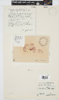 Jania verrucosa image