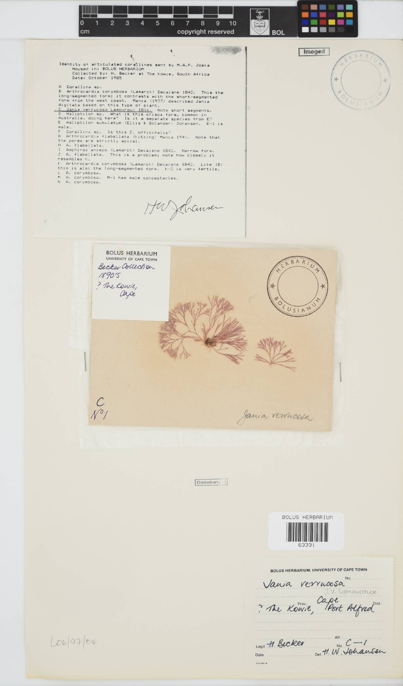 Jania image