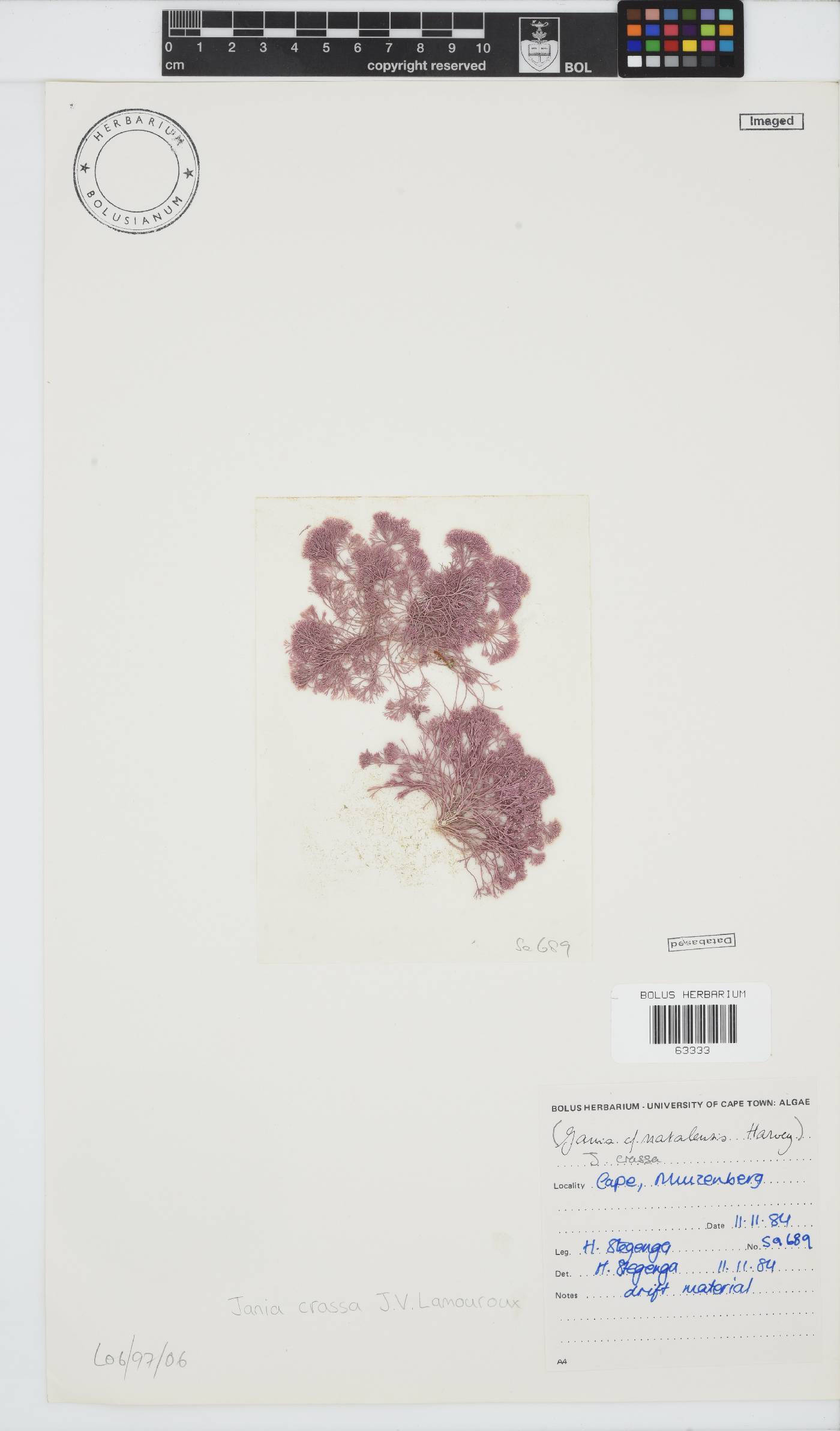 Jania crassa image