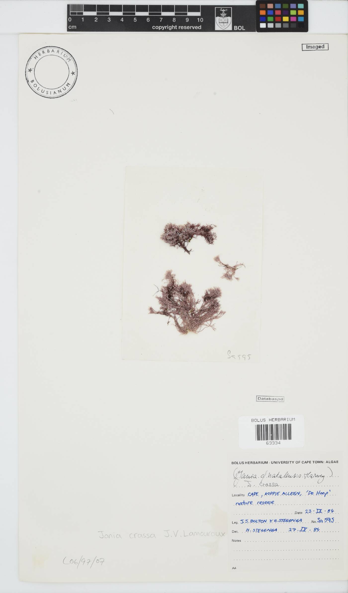 Jania crassa image
