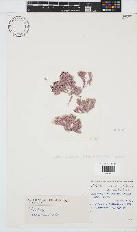Jania subulata image