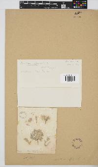 Corallina officinalis image