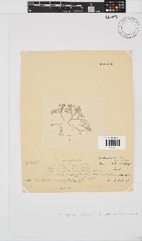 Jania sagittata image