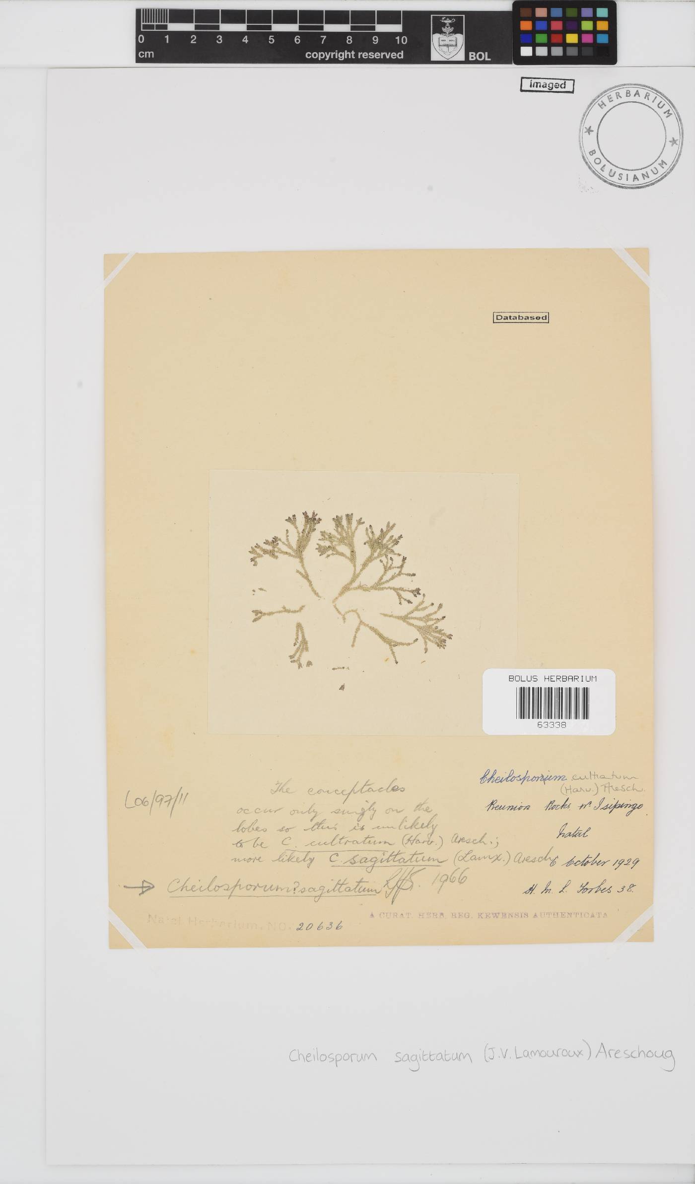 Jania sagittata image
