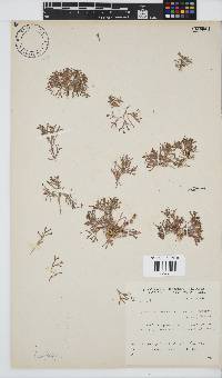 Jania sagittata image