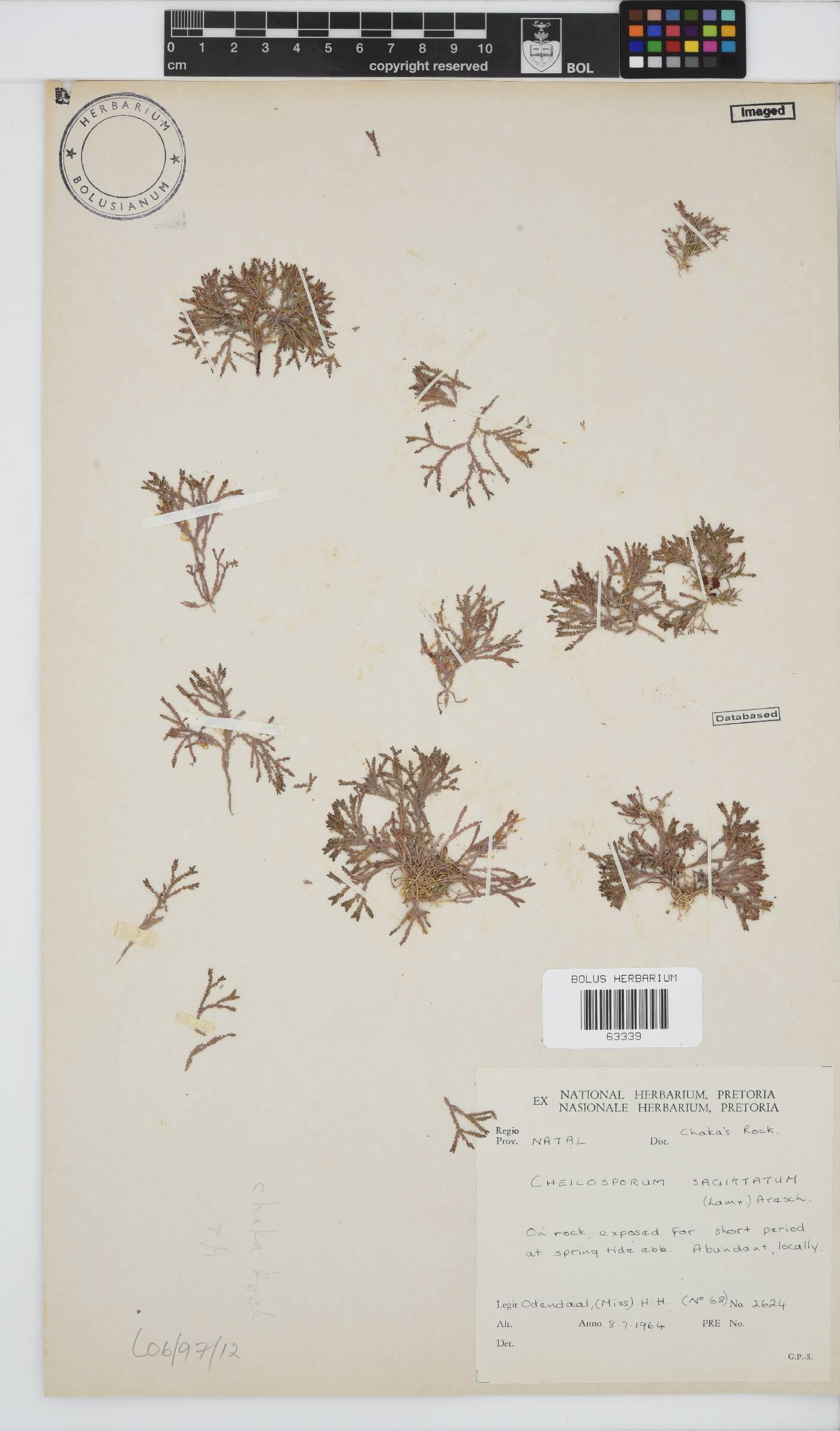 Jania sagittata image