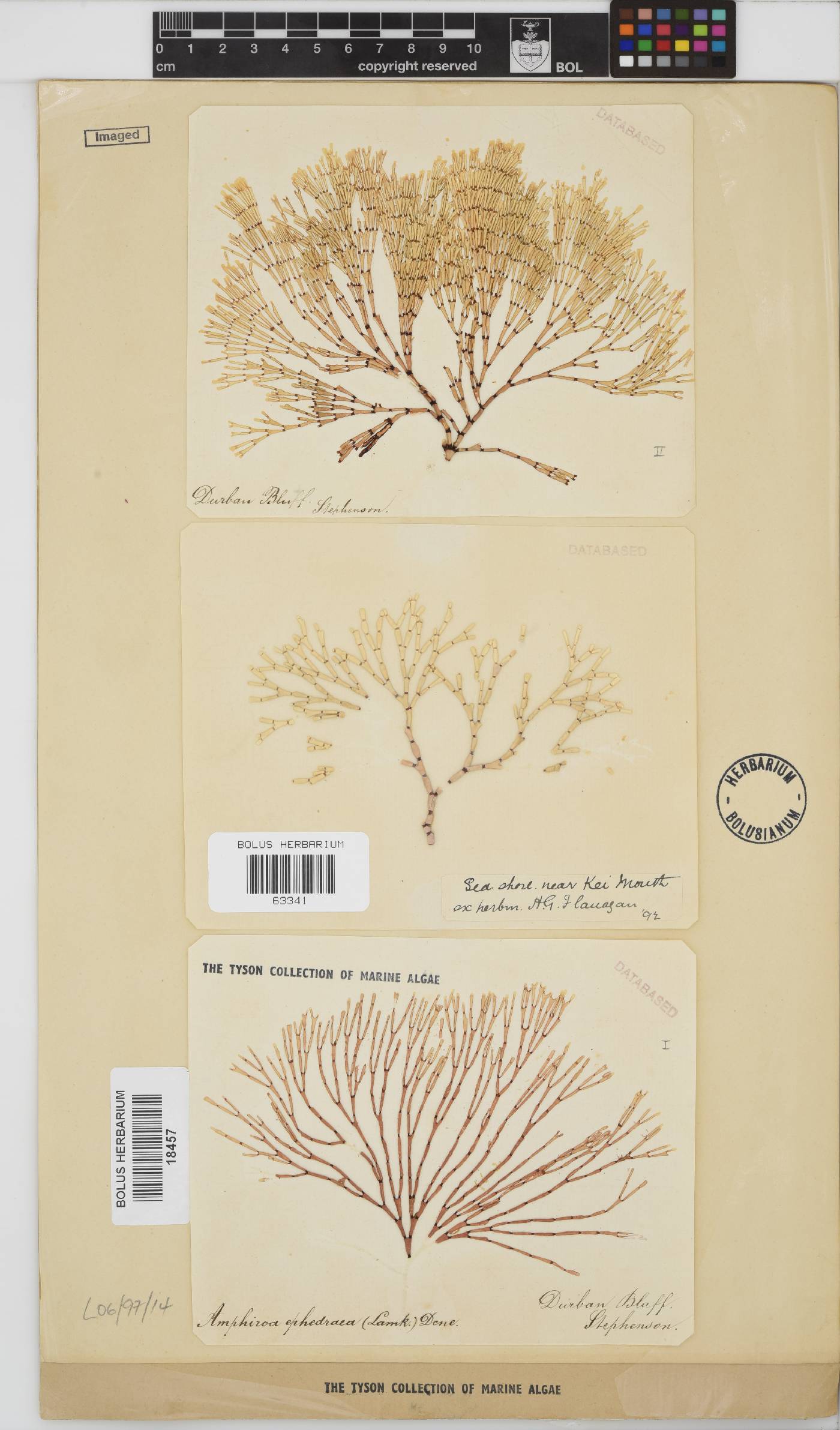 Amphiroa image
