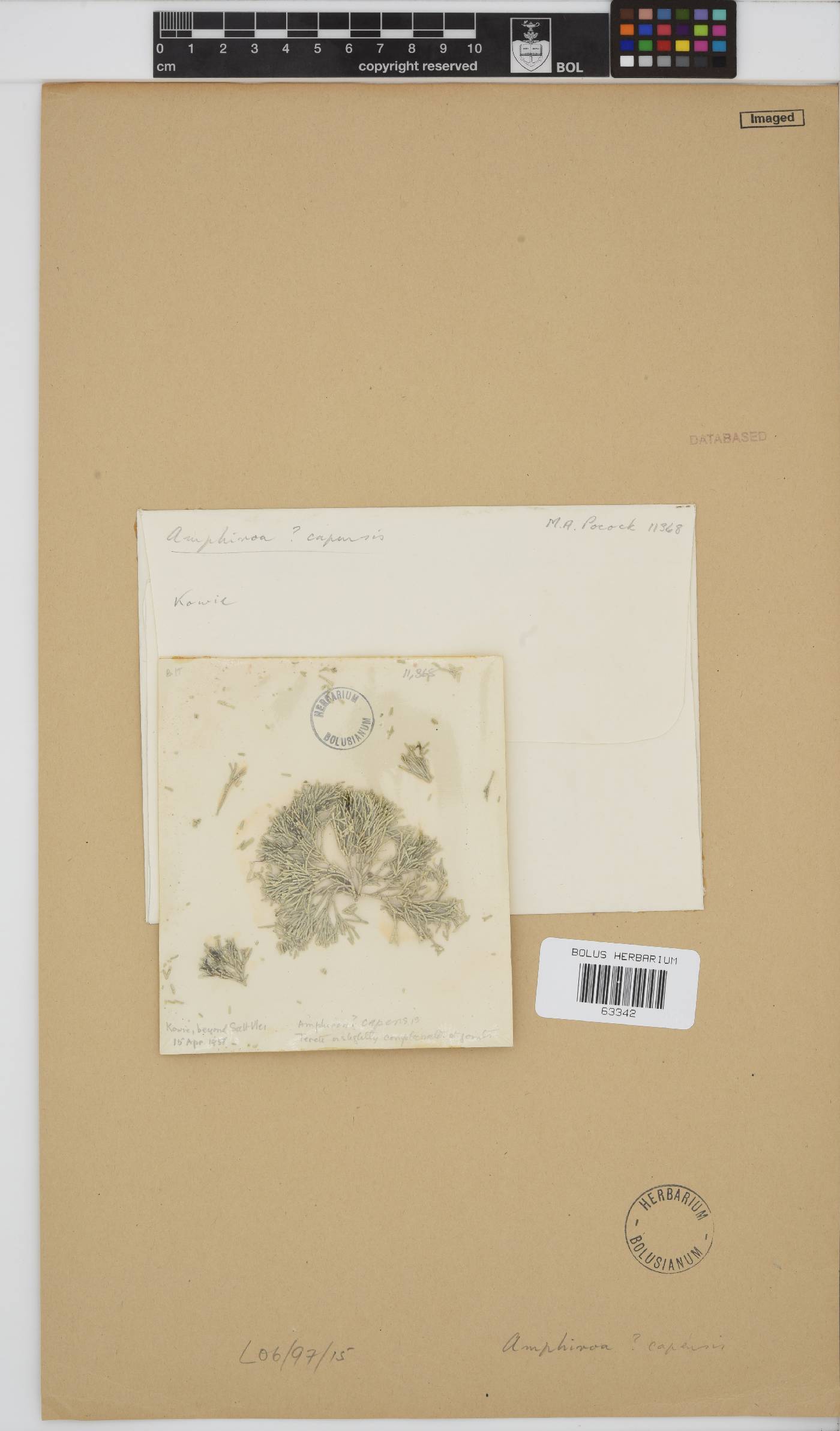 Amphiroa capensis image