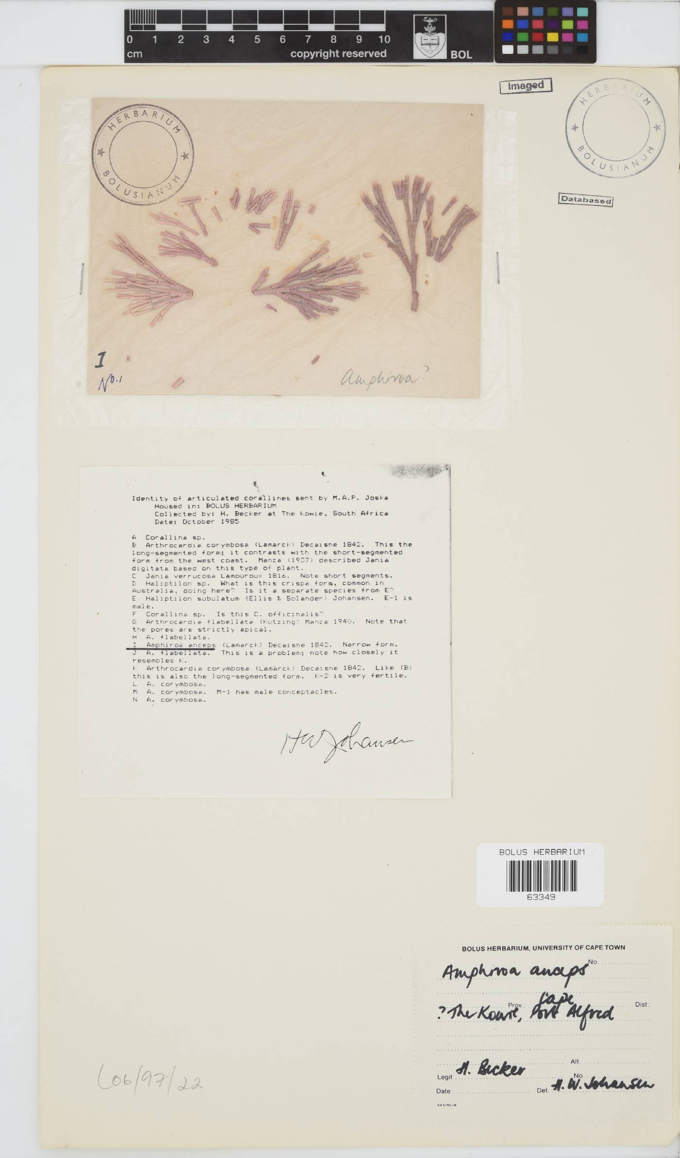 Amphiroa image