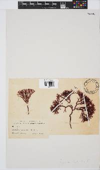 Image of Apophlaea lyallii