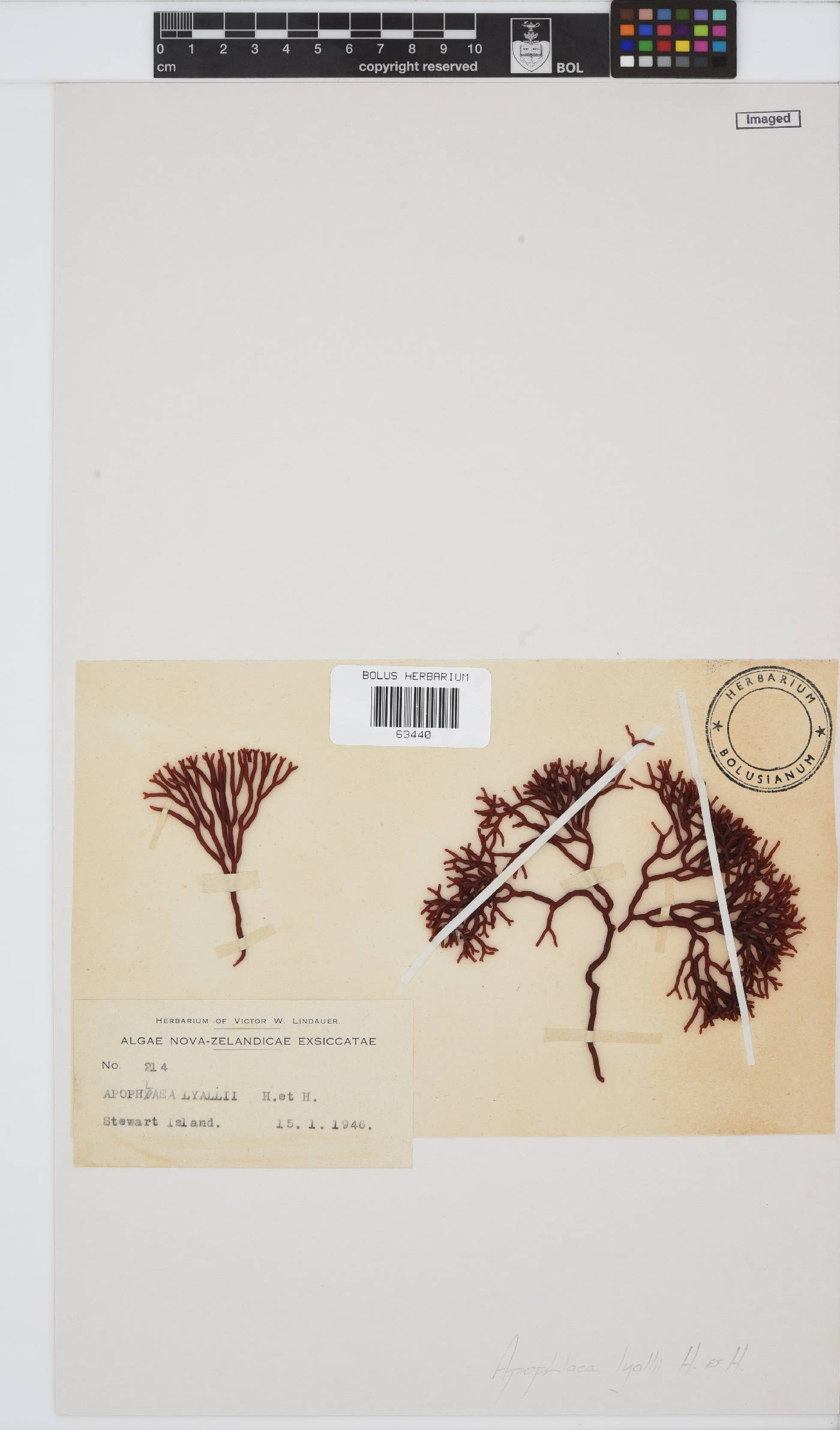 Apophlaea lyallii image
